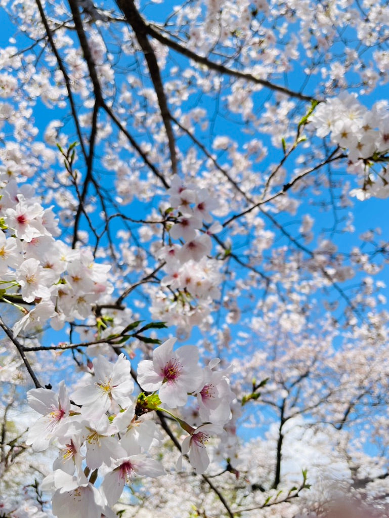 満開の桜とおそろいのワンピース