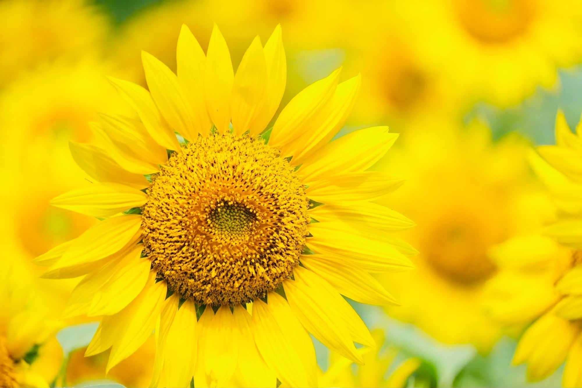 真夏のひまわり