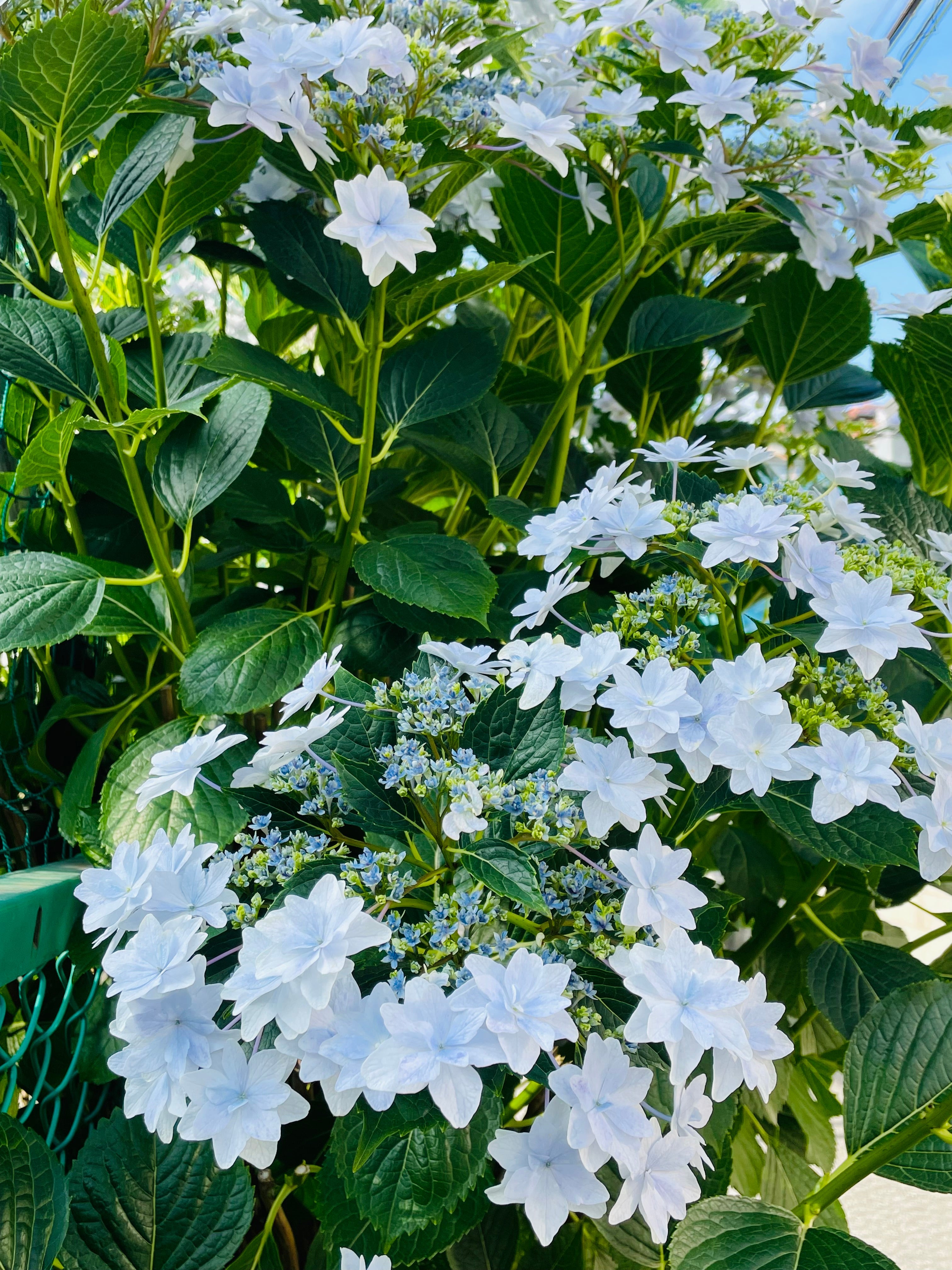 紫陽花がポツポツ咲き始めました