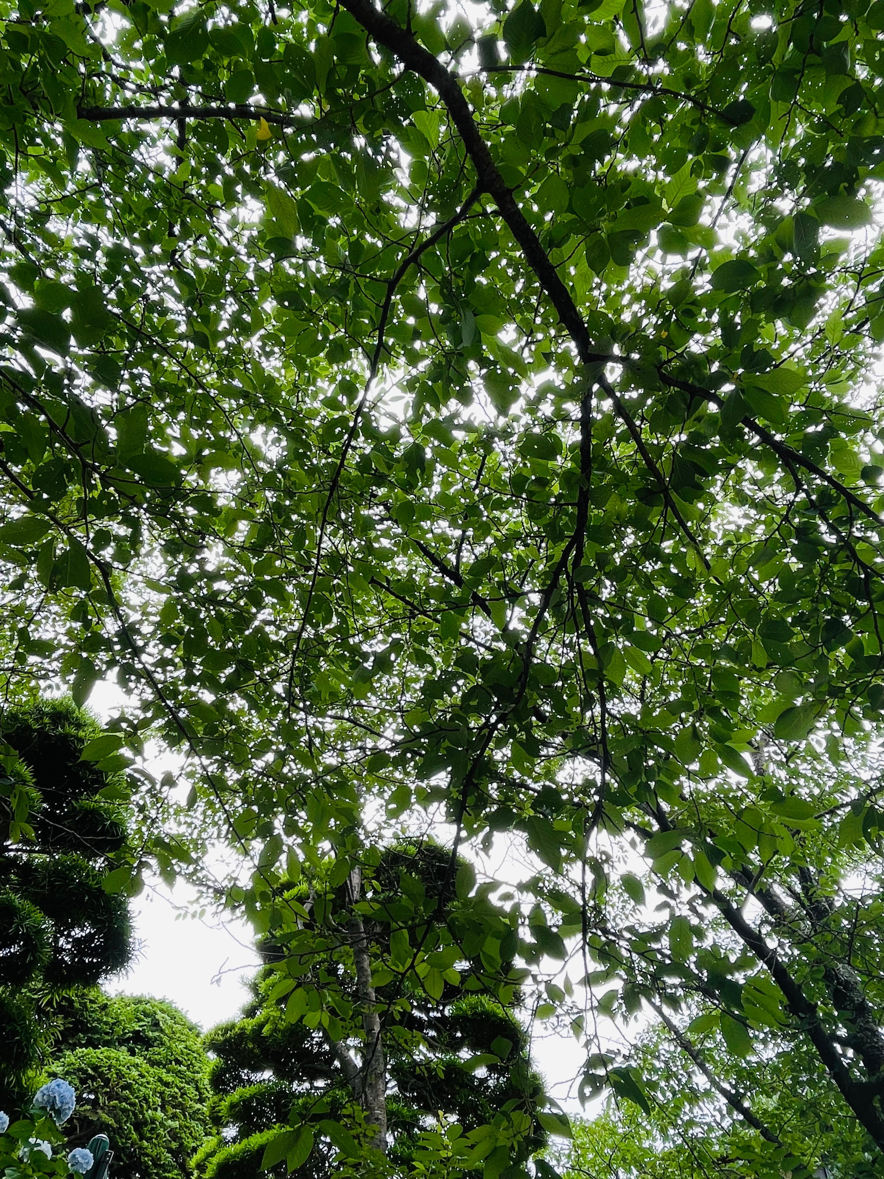 新緑の素敵な光景