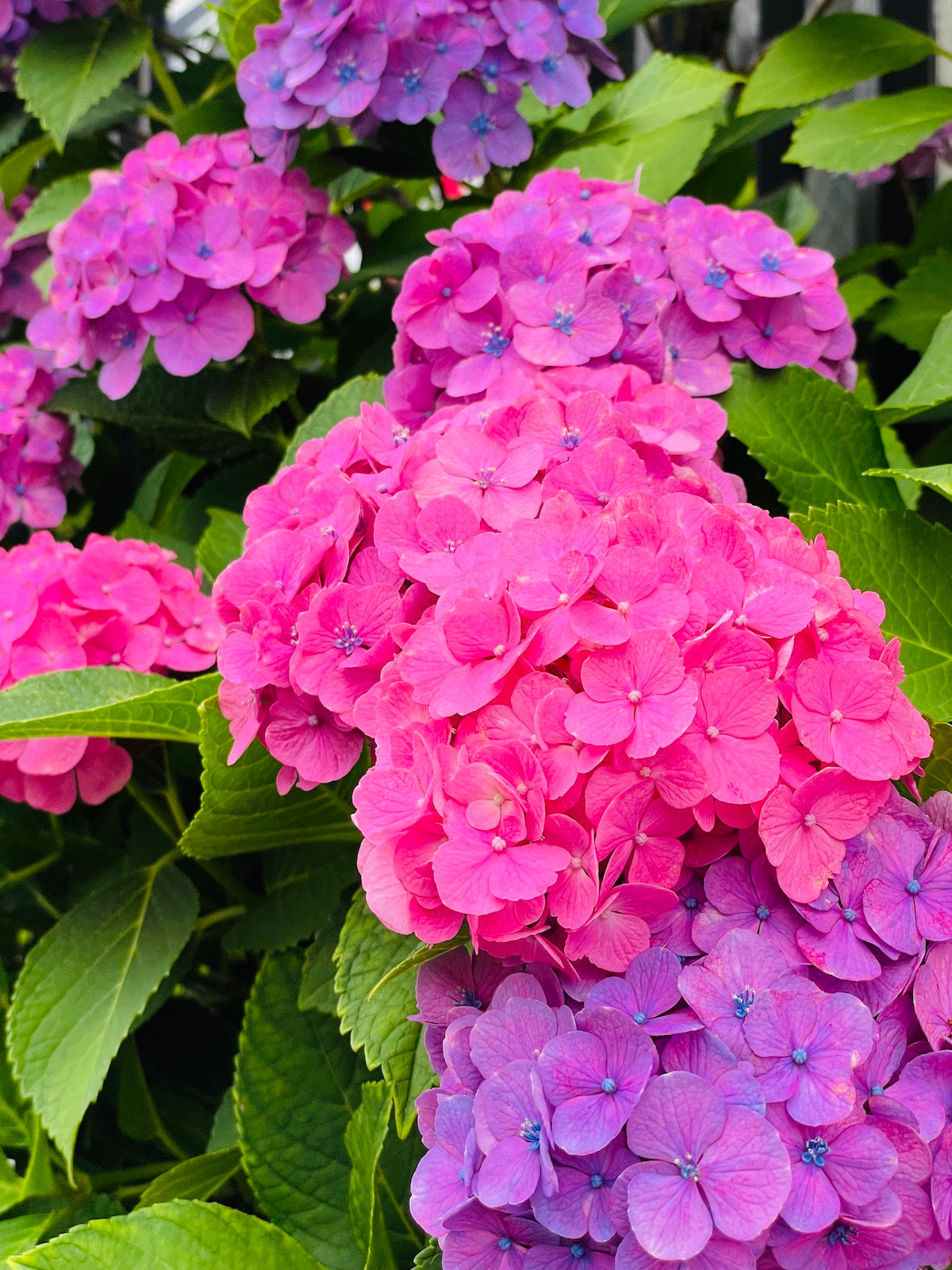 丸っこく咲く手毬の紫陽花