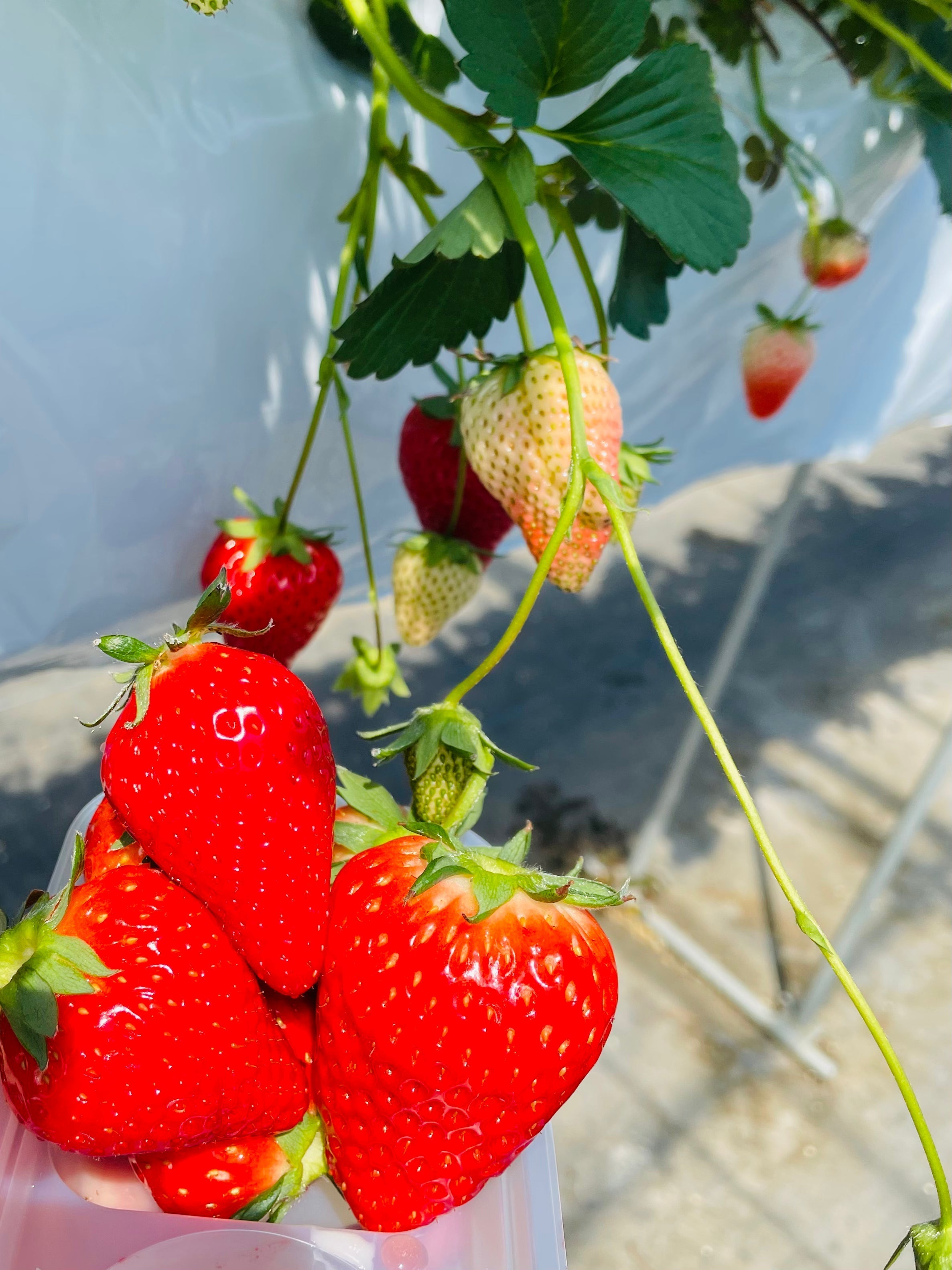 🍓赤い実と、赤いスマイル。