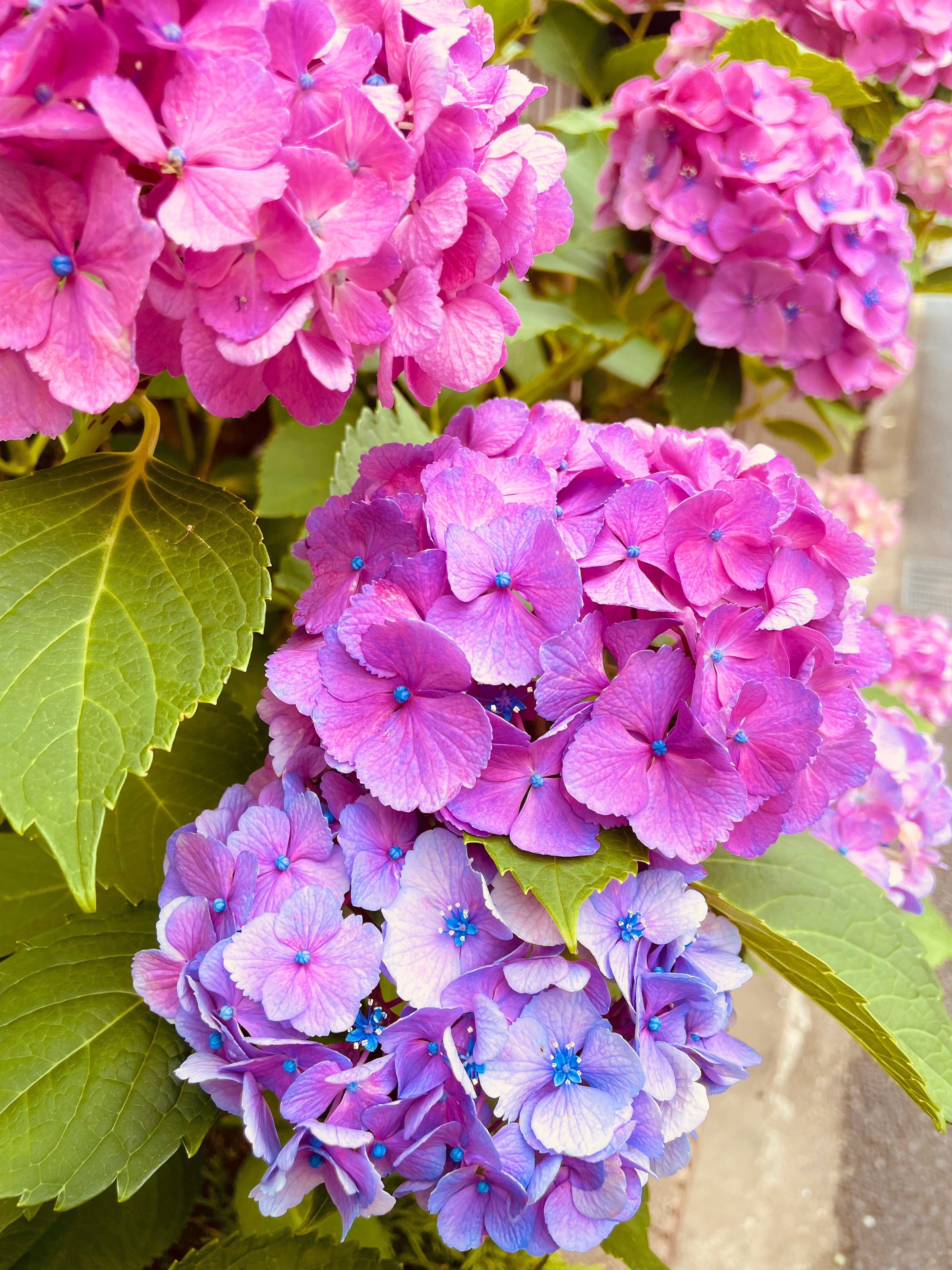 雨の季節に、やさしい肌ざわりを。