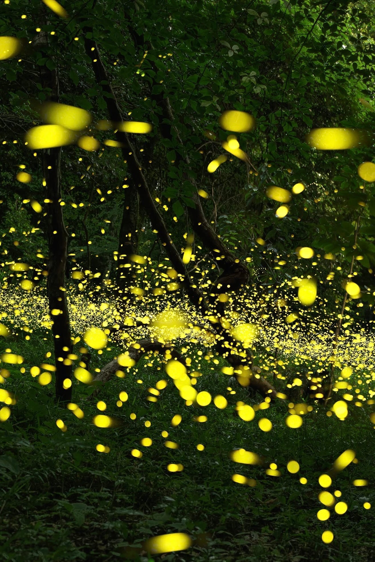 ホタルの光と、まあるいドット。