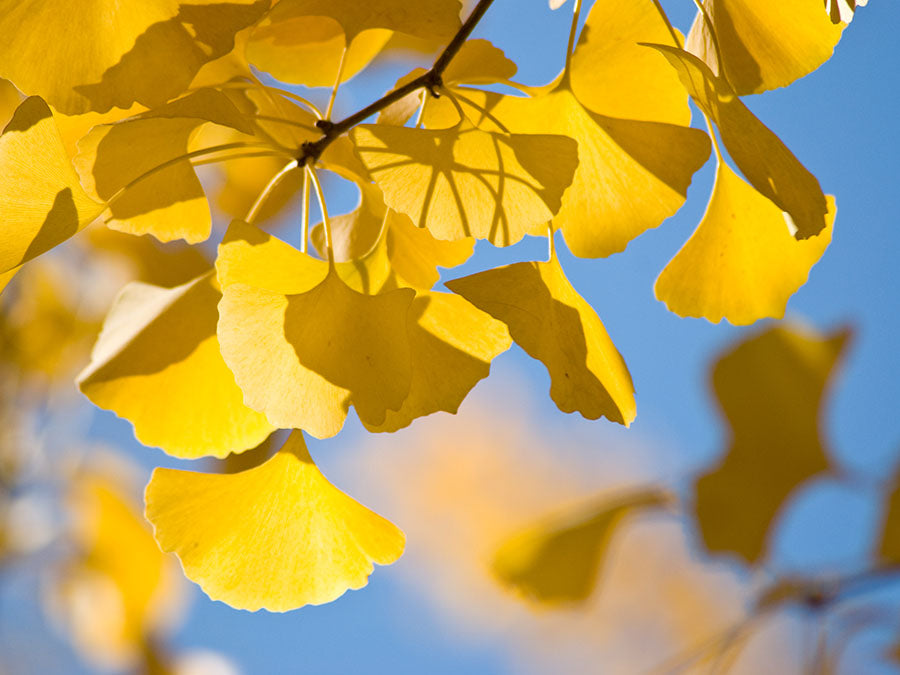 イチョウの木と、まんまるドットのTシャツ。