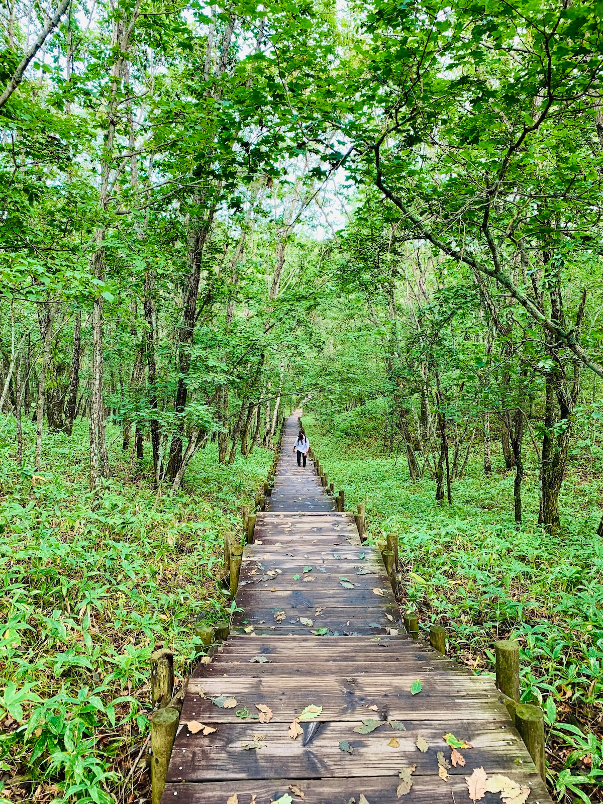 そろそろ夏がやってきます
