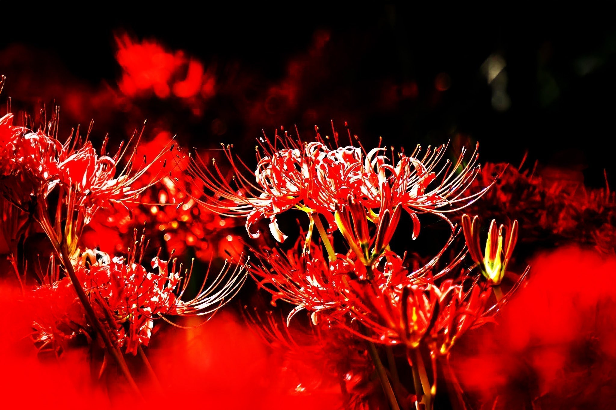 彼岸花と、長袖の花柄トップス。