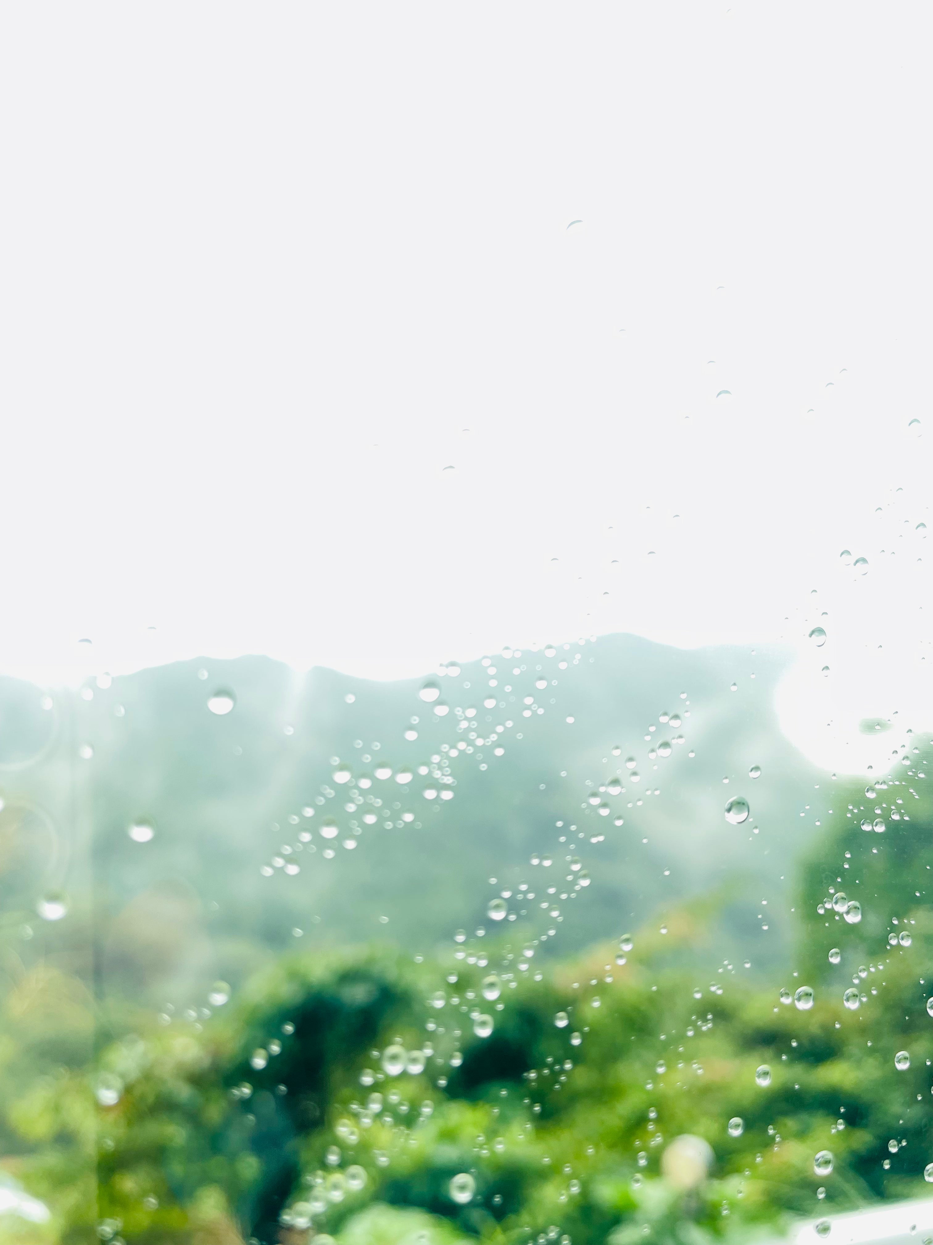 雨の新緑と、ちょうどいいスウェット。